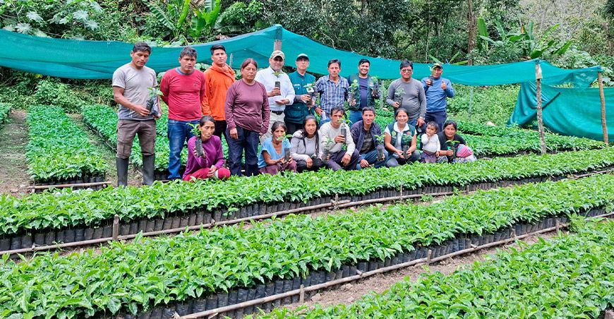 Entregaron 30 000 plantones de café a productores de Mariscal Castilla Junín Perú