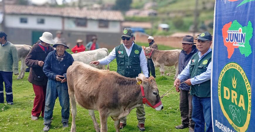 Entregaron vaquillonas Brown Swiss para fortalecer la producción ganadera en Parco Junín Perú