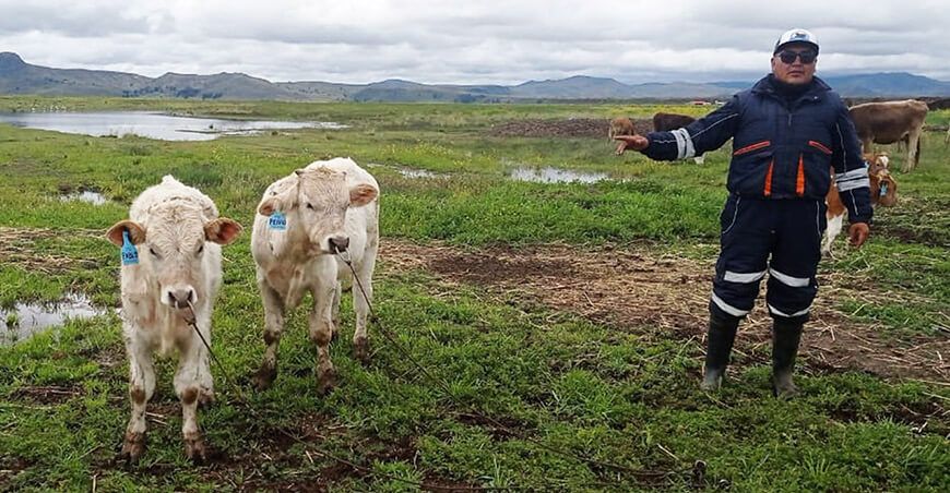 identifican a 200 terneros nacidos por inseminación artificial Pradera Puno Perú 