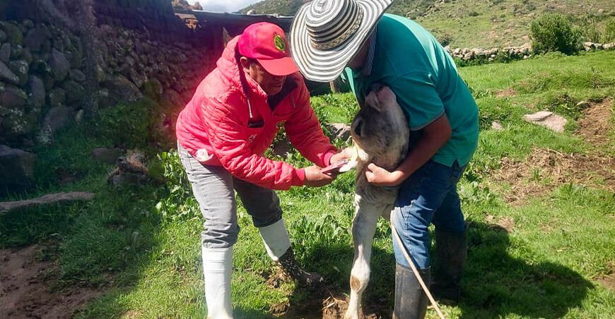 proyecto Bovino Parinacochas realizaron la identificación y aretado de los terneros nacidos por inseminación artificial en Chumpi Ayacucho