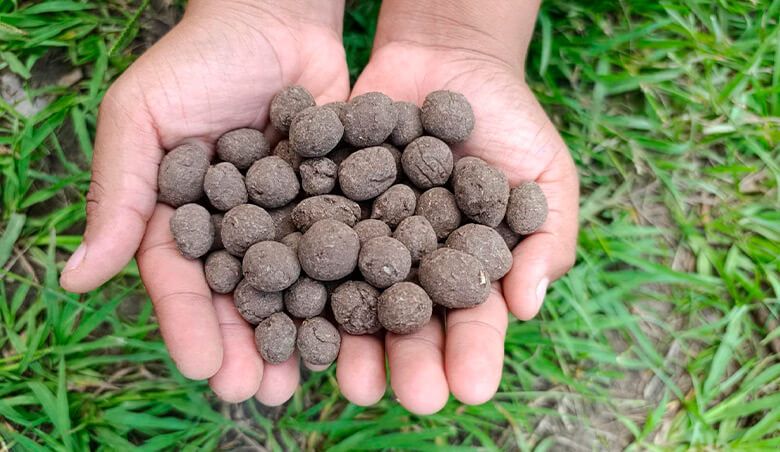 IIAP lanza campaña de restauración ecológica con 33 000 esferas restauradoras en San Martín Perú