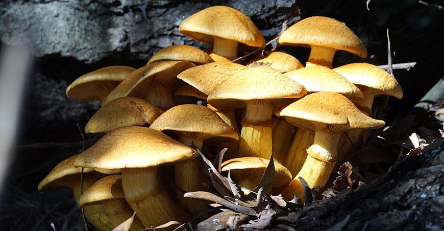 IIAP impulsa la producción de hongos comestibles para fortalecer economías locales de la Amazonía peruana