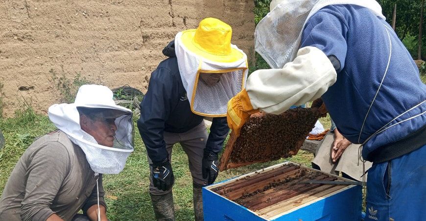Impulsan la apicultura en comunidades de Churcampa producción miel Huancavelica Perú