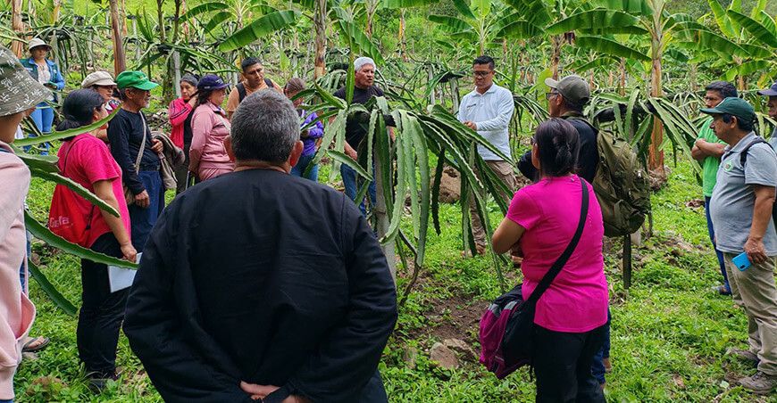 INIA transfirió metodologías agrarias para mejorar la producción de pitahaya en Amazonas