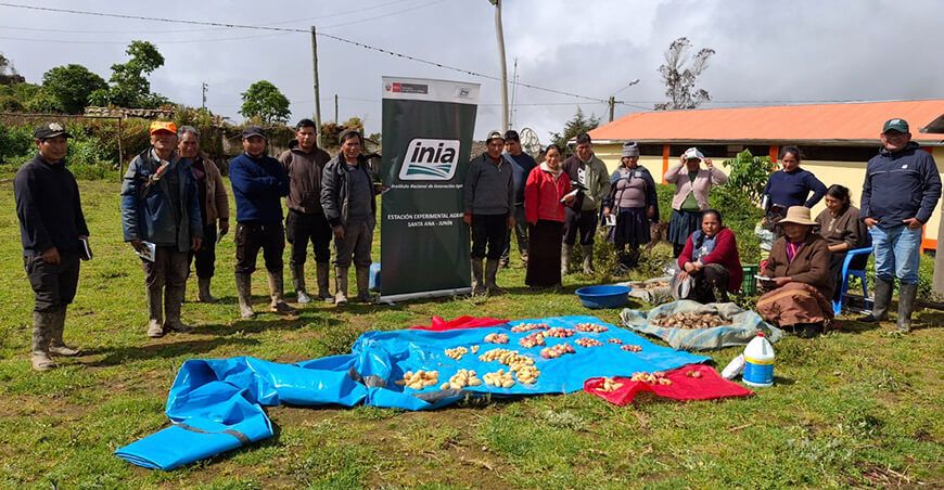 Productores de Cochas de Junín cosecharon 250 000 semillas de papas nativas de alta calidad genética INIA Perú
