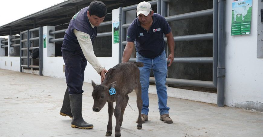 INIA presenta a la primera ternera Wagyu nacida por transferencia de embriones en el Perú