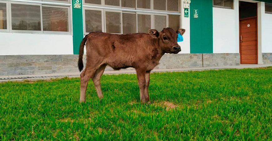 INIA presenta a la primera ternera Wagyu nacida por transferencia de embriones Perú
