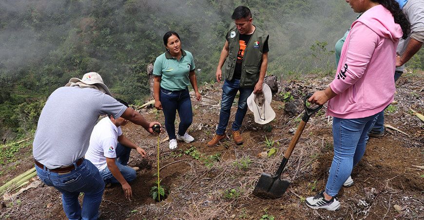 Sembrarán 500 000 plantones en 220 hectáreas en Jaén Cajamarca Perú