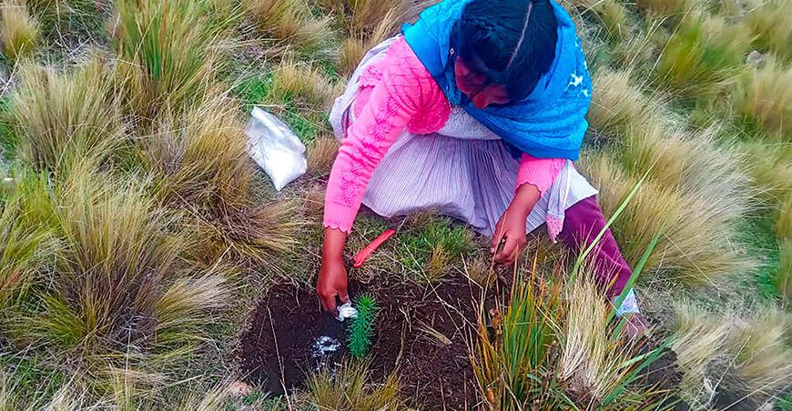 Forestaron 127 hectáreas con 162 000 plantones de pino en Anchonga Huancavelica Perú