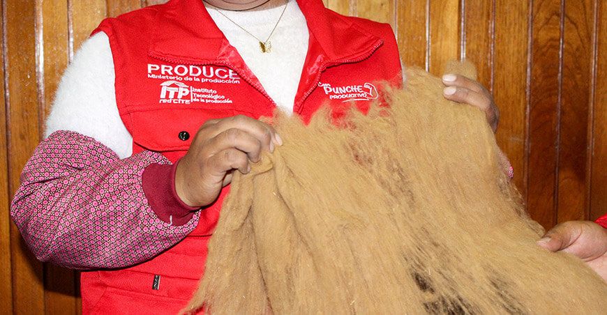 Proceso de Transformación y Valor Agregado del Pelo Fino de la Vicuña ITP Puno Perú