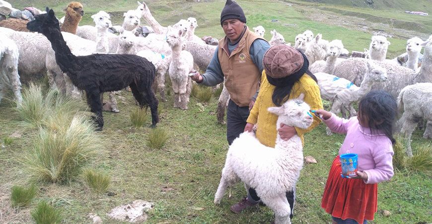 campaña sanitaria proteger alpacas Maranganí Cusco Perú
