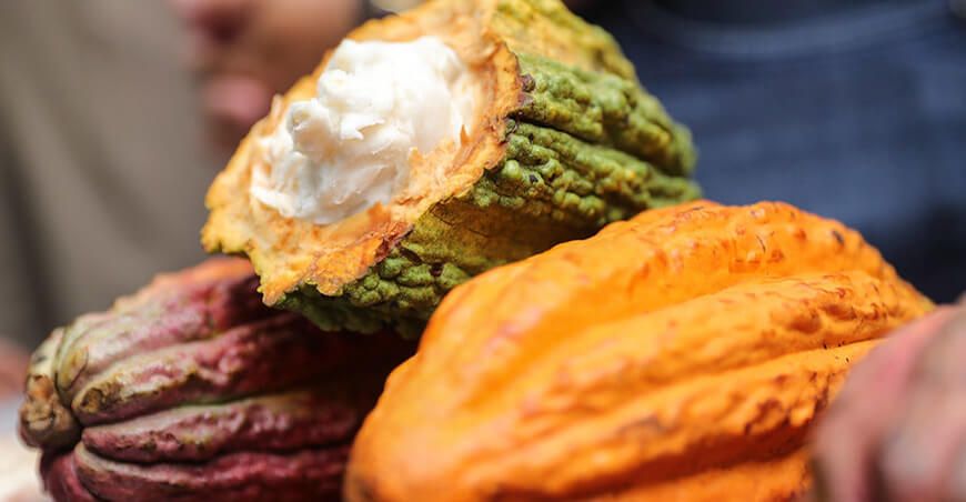 mazorca de cacao Perú