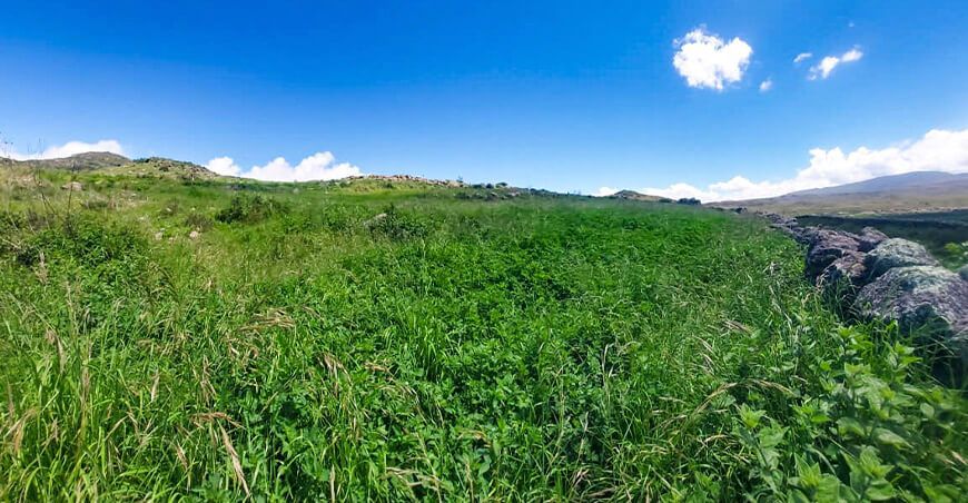 Monitorean pastos y forrajes para garantizar la alimentación del ganado en Chumpi en Ayacucho Perú