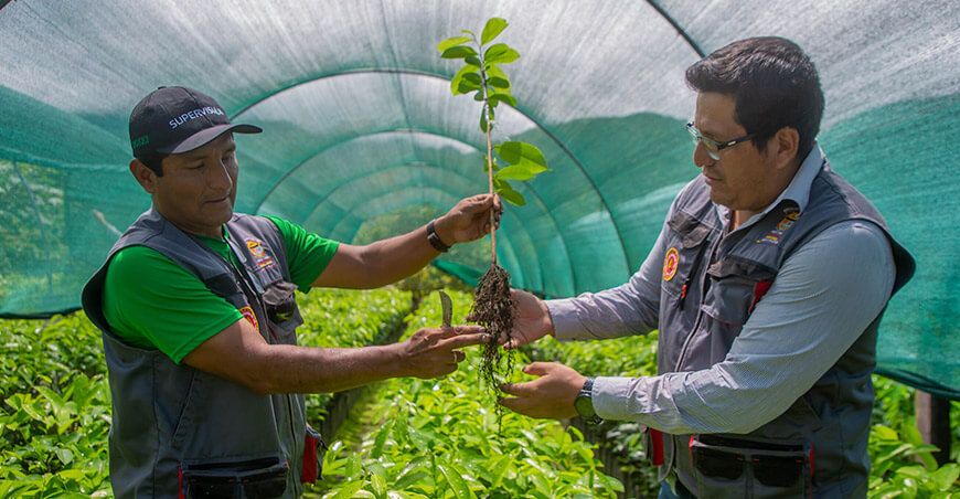Entregarán 49 000 plantones de camu camu y guanábana a productores de Kimbiri Cusco Perú