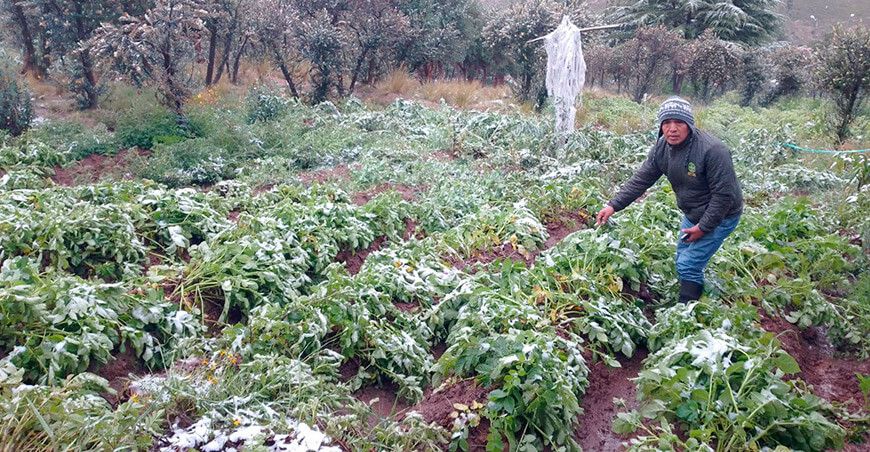 Nevada afecta cultivos en la provincia de Yauli Junín Perú