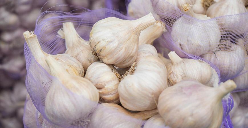 nueva variedad de ajo INIA 105 Donajus Perú