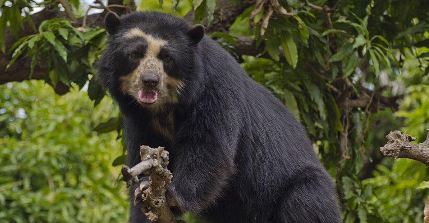 Oso andino Perú fauna silvestre