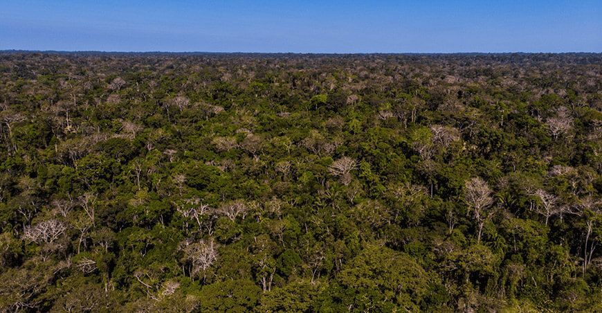Perú supera el millón de hectáreas certificadas en manejo forestal responsable bosques amazónicos