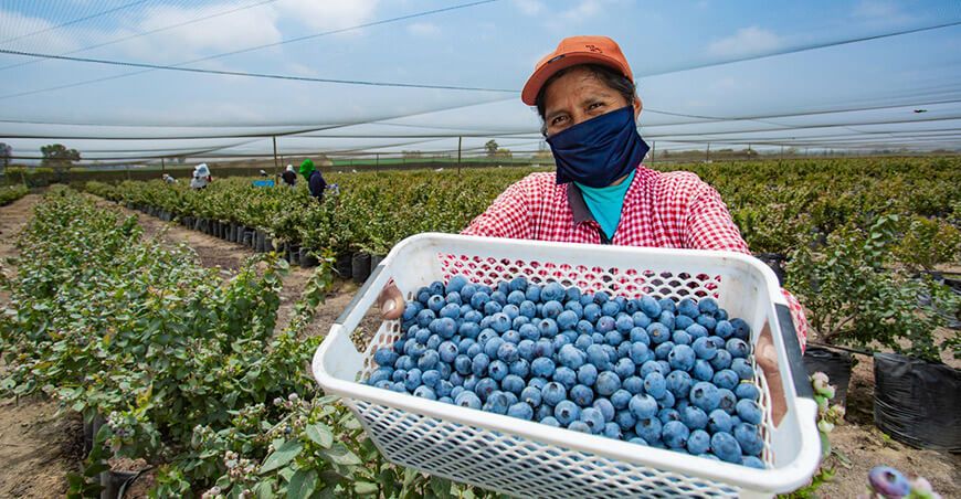 Perú exportación de arándanos peruanos