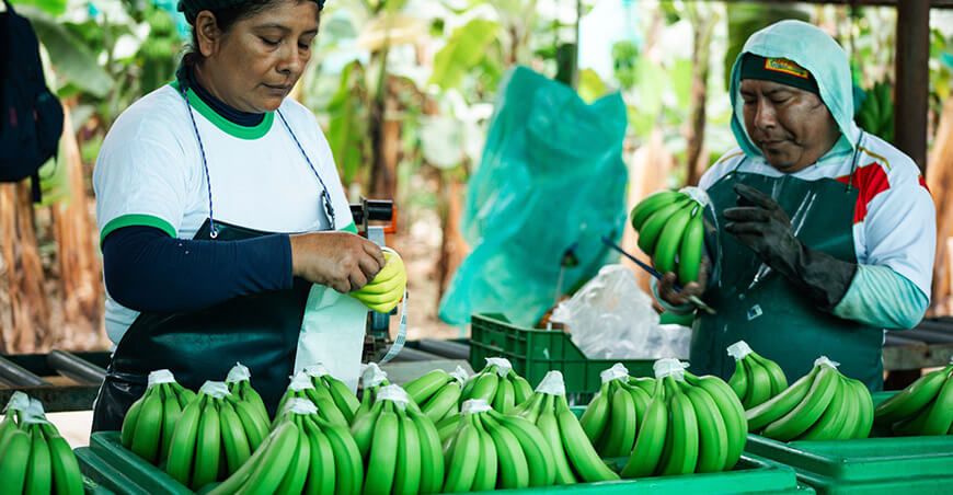 Perú exporto banano peruano