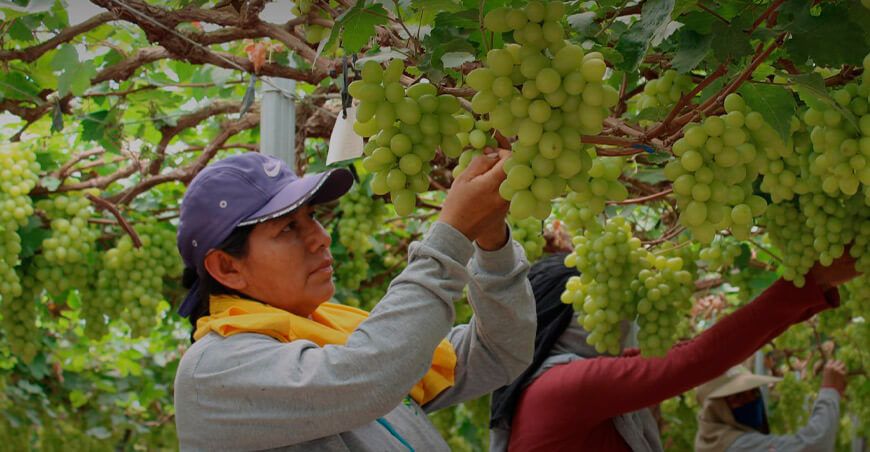 Pura Fruit Company Empresa agrícola de Piura obtiene préstamo verde para optimizar el uso de agua, agroquímicos y fertilizantes