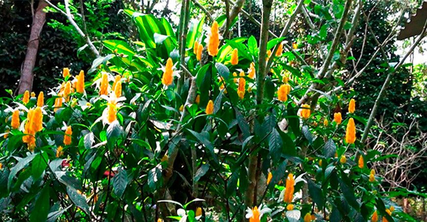 planta melífera