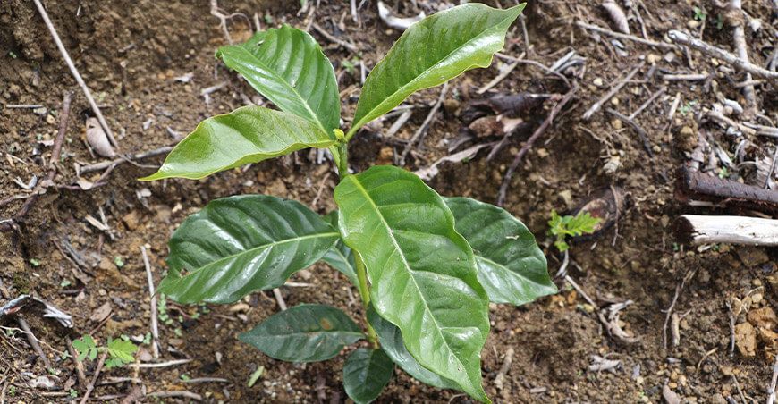 Sembrarán 500 000 plantones en 220 hectáreas en Jaén Cajamarca Perú