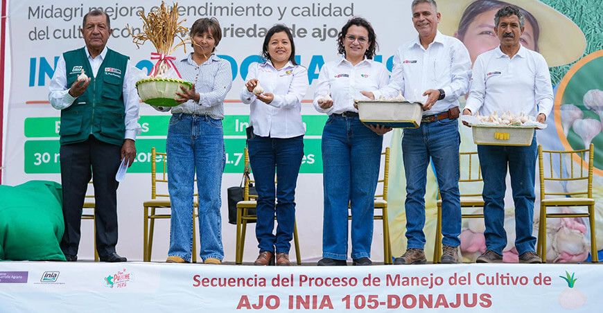 nueva variedad de ajo INIA 105 Donajus Perú