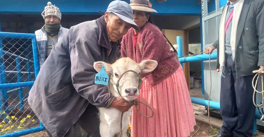 identifican a 200 terneros nacidos por inseminación artificial Pradera Puno Perú