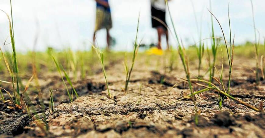 CultiVida advierte sobre riesgos ante el cambio climático plagas