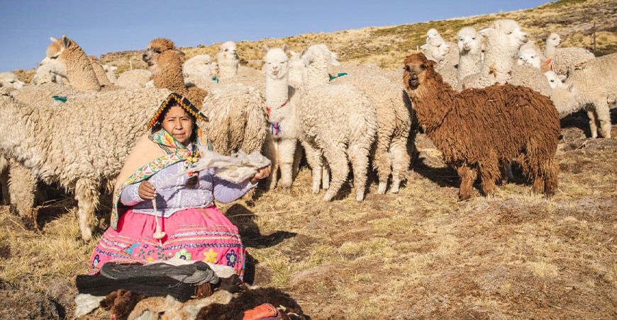 crianza alpaquera producción de fibra de alpacas Andes Perú