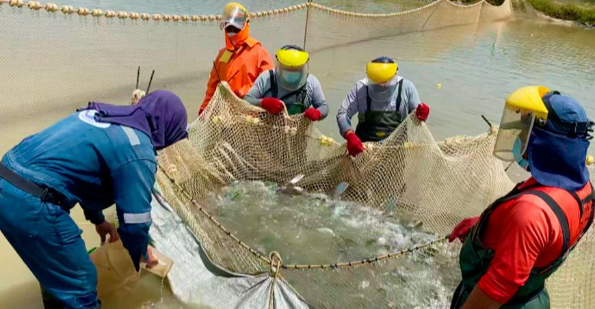 Produce Sanipes impulsa el sector pesquero y acuícola con más de 1600 habilitaciones sanitarias en 2025