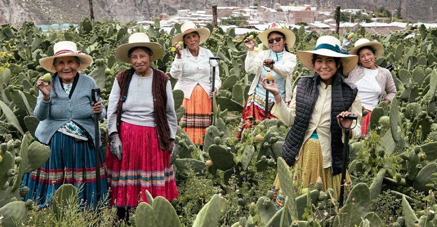 Productoras de tuna de Perú