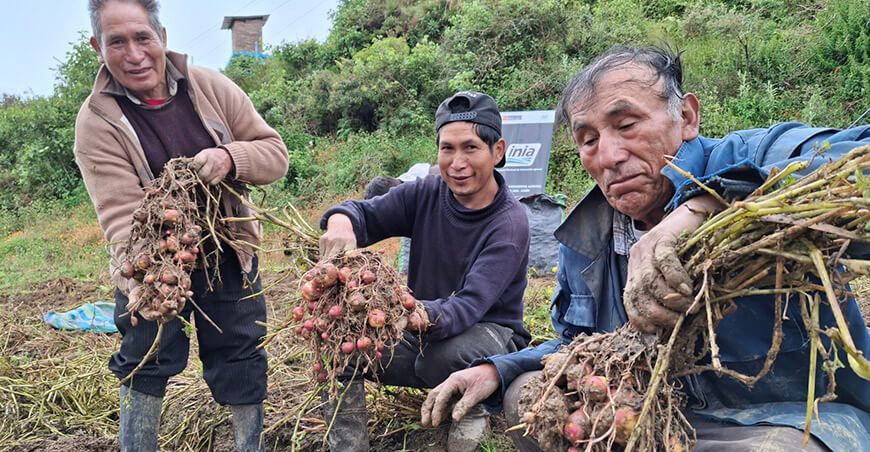 Productores de Cochas de Junín cosecharon 250 000 semillas de papas nativas de alta calidad genética INIA Perú