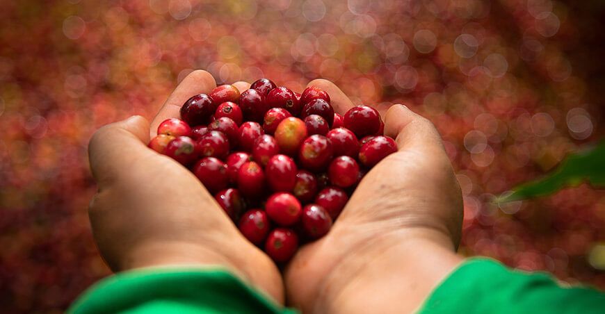 productores cosecha de café Vraem Devida Perú