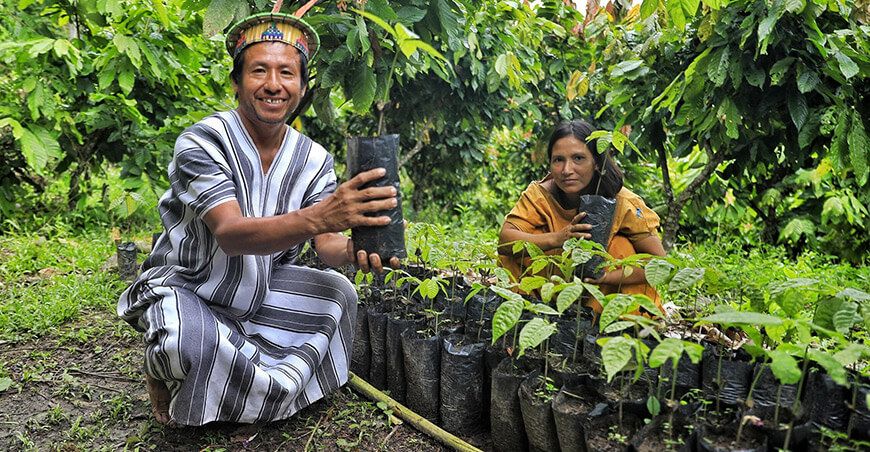 Devida y comunidades asháninkas de Ocarep refuerzan la producción de cacao Junín Perú