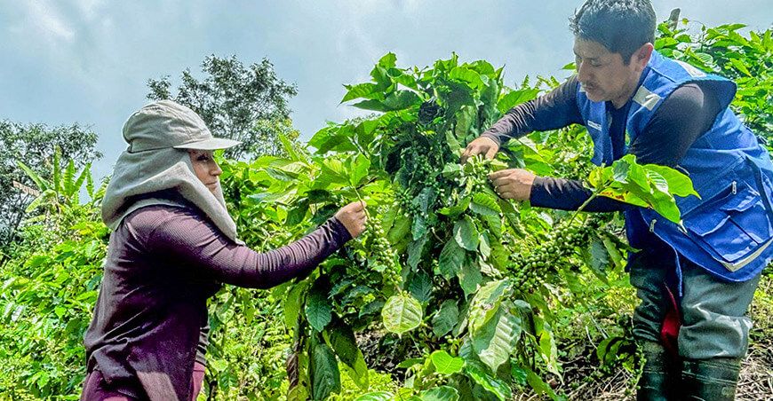 Piura impulsa el uso de abonos orgánicos en la caficultura de Jacapampa