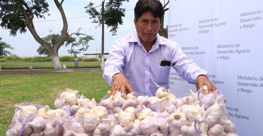 nueva variedad de ajo INIA 105 Donajus