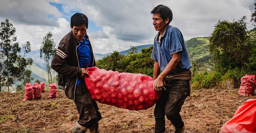 Huánuco lideró la producción de papa a nivel nacional productores cosechando papa Perú