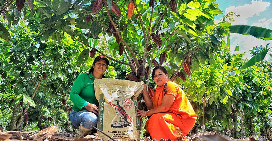 fortalecen la producción de cacao con guano de isla los productores de las etnias Asháninka, Nomatsigenga y Machiguenga del Vraem