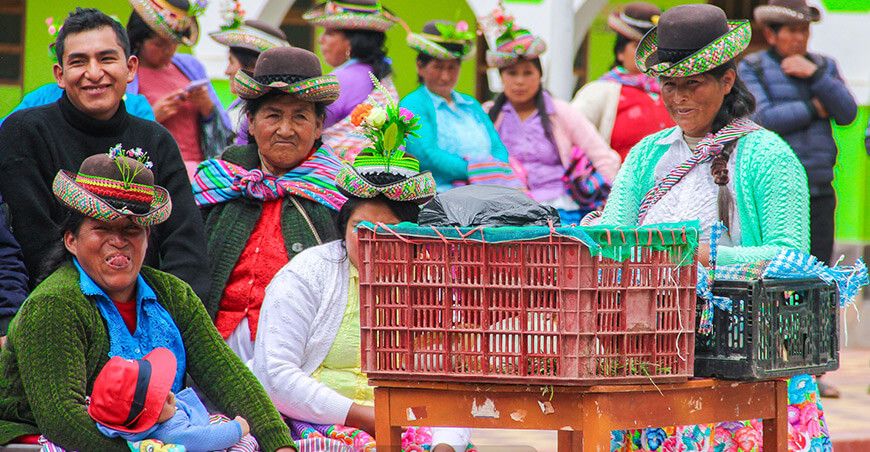 Proyecto Cuy impulsa la producción en Chuschi Ayacucho Perú