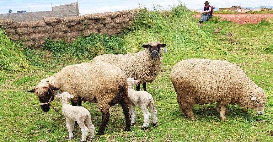 Iniciarán una nueva edición del proyecto Ovinos Norte en seis provincias de Puno