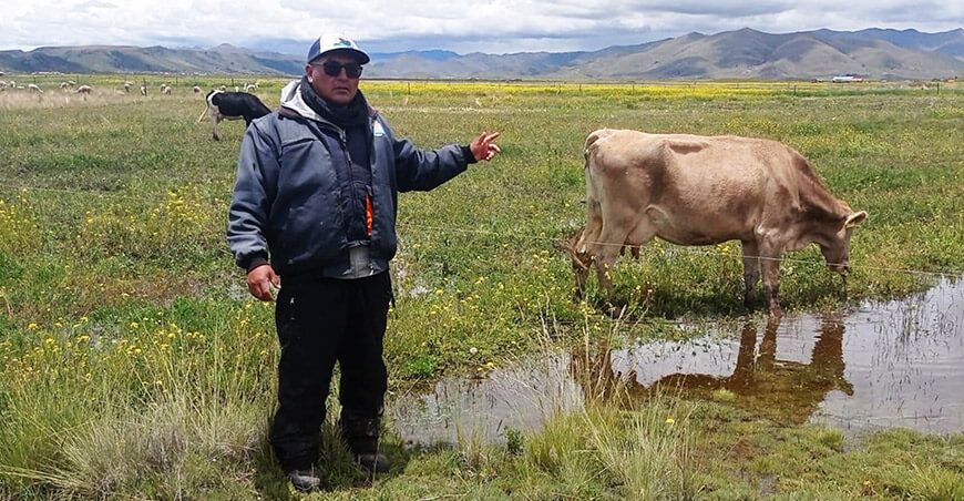 Identifican y preparan vacas aptas para inseminación artificial Pradera Puno Perú