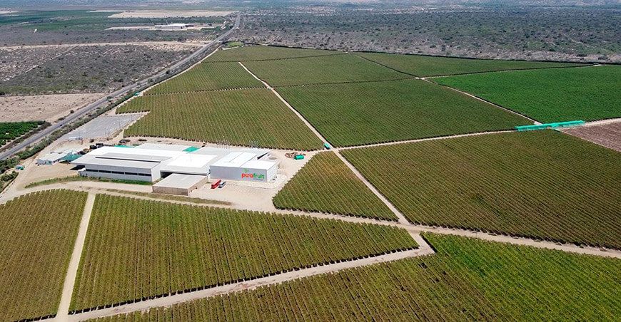 Pura Fruit Company Empresa agrícola de Piura obtiene préstamo verde para optimizar el uso de agua, agroquímicos y fertilizantes