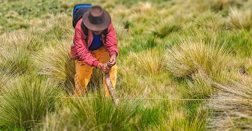 Forestaron 127 hectáreas con 162 000 plantones de pino en Anchonga Huancavelica Perú