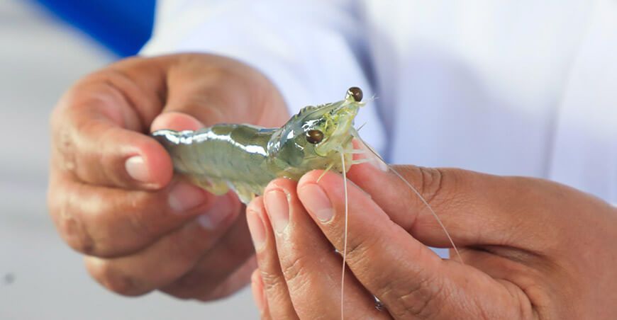 Implementan sensores de calidad de agua para optimizar la gestión sanitaria del langostino Tumbes Perú
