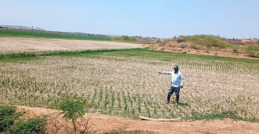 Seguro Agrícola Catastrófico indemnizó a productores de arroz afectados por sequía en Piura Perú