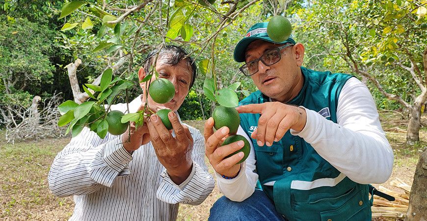 Senasa control cultural mosca de la fruta cítricos limón productores de Perú