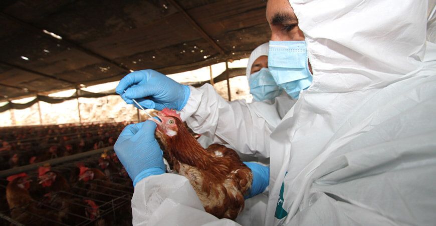 Senasa Perú avanza hacia la declaración de país libre de influenza aviar aves domésticas