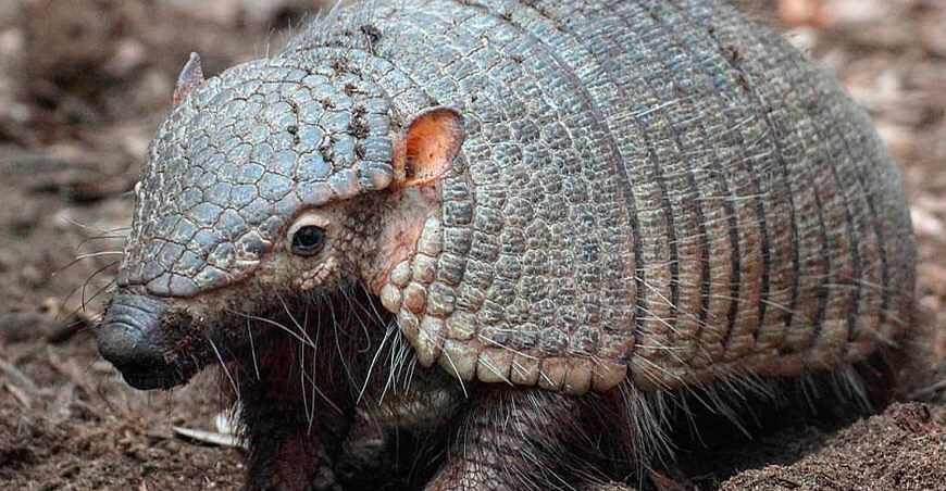 Serfor exhorta a no utilizar animales silvestres ni sus partes en festividades quirquincho Perú